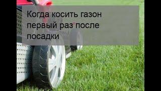 Когда косить газон первый раз после посадки