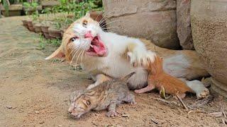 Angry Mother cat protects her Kittens and doesn't let anyone approach them