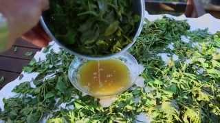 How to process fresh Green Tea first pick from your garden