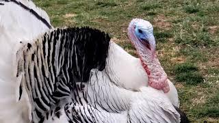 Royal Palm Turkey Dances for Me!