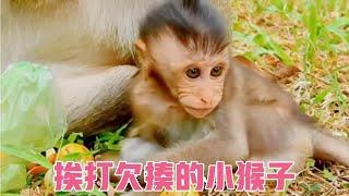 【脸红动物世界】小猴子乱叫被妈妈好一顿揍！