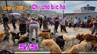 Trực tiếp chợ chó bắc hà 5/5 chợ rất nhiều chó đẹp #bachatv #bachamaketdog