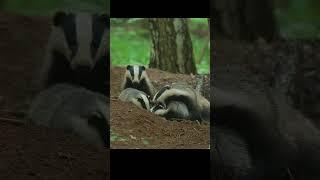 Badgers play near their holes. Барсуки играют у норы. #shots #animals #wildlife  #nature