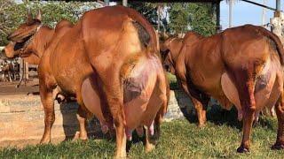 Highest Milking Red Sindhi Cattle Farm of Sardar Malik Asad Sikandar Sb #cow #cattle #dairy_farm