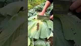Harvesting Big Fresh Cabbage From the Earth Garden