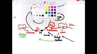 ***Gastrointestinal System : Peptic Ulcer Disease