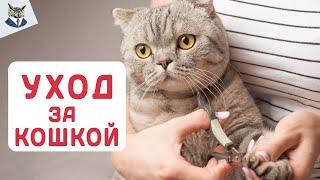 КОТЫ 2023 ! Как правильно ухаживать за кошкой в 2023 годе