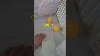 자는곳이 특이한...아기 강아지 춘밤이 (Why are you sleeping like that... baby puppy?)