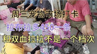 周三打卡宠物批发市场，拉布拉多450一条和双血拉拉不是一个档次