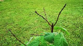 Oxy tree Paulownia cała prawda