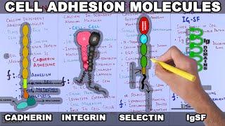 Cell Adhesion Molecules | Structure and Types