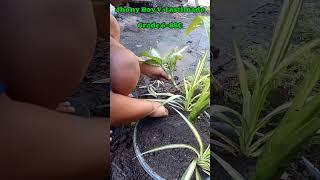 DISH gardening..#dishgarden .#viralvideo