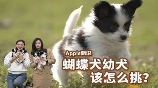 蝴蝶犬幼犬怎么挑？