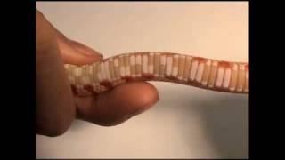 Secrets of Slithering Snakes | Science Nation