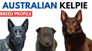 Australian Kelpie Breed Profile History - Price - Traits Australian Kelpie Grooming Needs - Lifespan