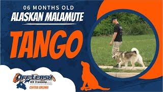 6 m/o Alaskan Malamute (Tango) | Best Dog Trainers In Richmond | Richmond Virginia Dog Training