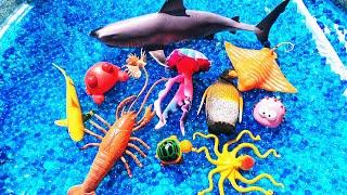 Learn Sea Animal Names & Facts: Octopus Turtle Lobster | Orbeez Waterbeads