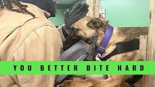 How to Make Your Dog Bite Hard | Grassroots K9