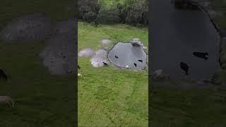 DJI Mini 2 VS. Cow Pasture!