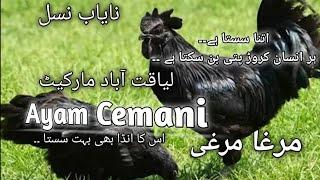 ayam cemani | ayam cemani price in pakistan | ayam cemani chickens