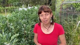 Broad beans; when to harvest the edible flowers, leaves and beans.