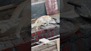 Our #cat exploring the construction site #concrete #teenytinyearth