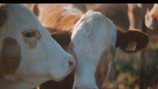 Wildlife expert believes culprit behind Madison County cow mutilations is no animal