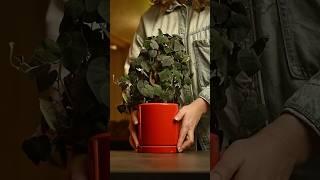 13 необычных растений | новое видео уже на канале #каудексныерастения #caudexplants #plants