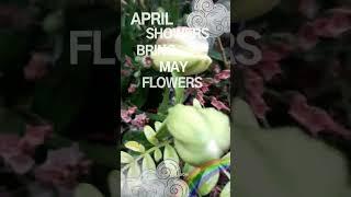 DailyBloom#shorts #dailybloom #flowers #spring #showers #funny #weather #april #quotes #botany
