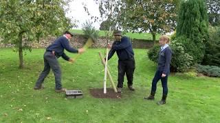 How to stake a tree