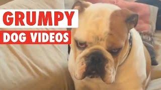 Funny Grumpy Dog Pet Video Compilation 2016