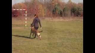 Demon Killing Machine obedience training  13 months