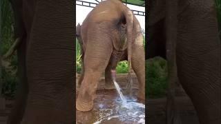 Do elephants drink water from their trunk? #shorts #elephant #wildlife #animals