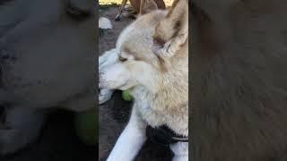 Husky pack -Simi Valley Dog Park