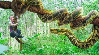 FULL VIDEO: Dwarf family Survive the Wild - Giant Python Encounter, Komodo Dragon Attack chickens.