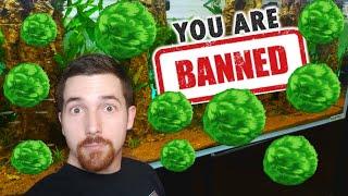 Moss Balls Getting Banned? What You NEED To Know