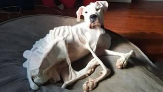 Abandoned and starved dog, barely alive with a bag of bones! His suffering was a nightmare!