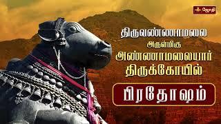 திருவண்ணாமலை ஸ்ரீஅருணாச்சலேஸ்வரர் கோவில் | பிரதோஷ வழிபாடு | Nandhi Abishegam | Jothitv