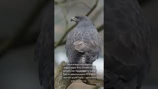 Peregrine Falcons: Nature’s Jet Fighters Explained! #urbanwildlife