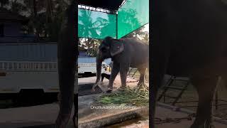 ചങ്ങലബന്ധം ഇല്ലാത്ത സ്നേഹബന്ധം|#kerala #elephant #india #elephantshortvideo #viralvideo #shorts#new