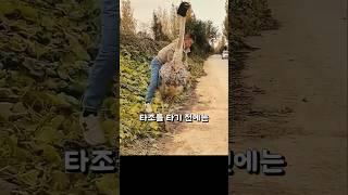 타조를 타기 전, 이거 안 하면 진짜 위험합니다!