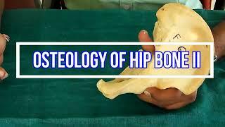 Osteology of Hip bone II Side side determination | Anatomical Position | Attachments | Applied