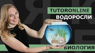 Биология | Водоросли