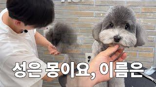 This Powerful lady likes kiss somebody｜SIlver Poodle Grooming