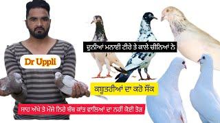 Dr Uppli Jila Barnala Diya Winner Kabootaria Kake Te Nihang Wale Te Bikkar Pakhowal Di Best Breed