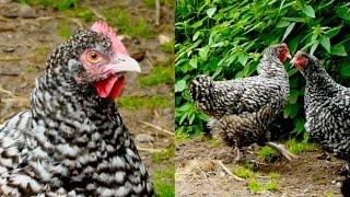 Coucou de Malines chickens - Beautiful hens and rooster ot the barred variety, Mechelner Hühner