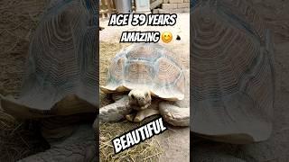 #subscribe #animals #animallove