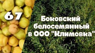 Золотая культура и опора крестьян в 2024 году!