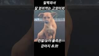 이 멍멍이는 나라를 잃었나 봅니다!  강아지  억울한표정 귀여워요! ?#강아지 #shorts