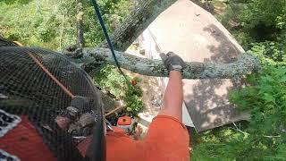 Pruning massive leads over a house.